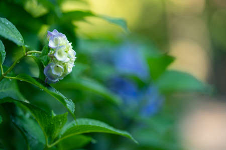 Hydrangeas blooming in Kodaira Hydrangea Park