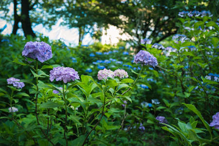 Hydrangeas blooming in Kodaira Hydrangea Parkの写真素材