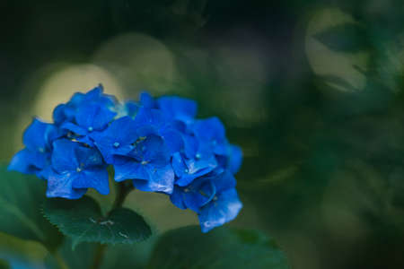 Hydrangeas blooming in Kodaira Hydrangea Parkの写真素材