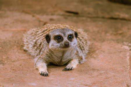 Meerkat in the Zoo