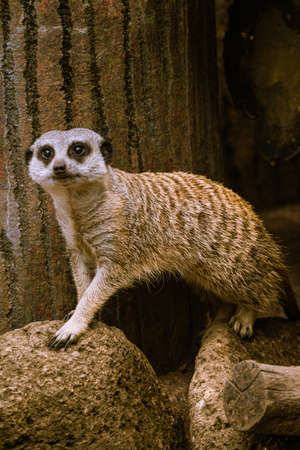Meerkat in the Zooの写真素材