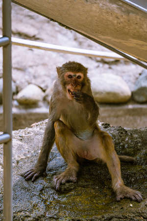 Japanese macaques in the zoo