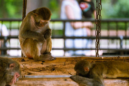 Japanese macaques in the zooの写真素材