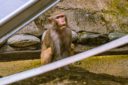 Japanese macaques in the zooの写真素材