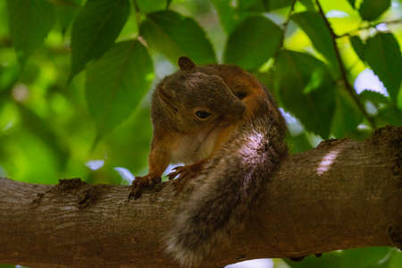 Squirrels in the Zoo