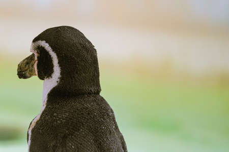 Humboldt penguins at the zoo