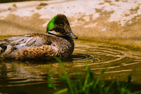 Zoo Ducks