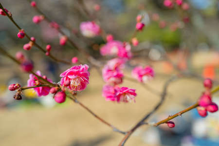 Plum blossoms in Kokanei Park (double cold red)の販売画像