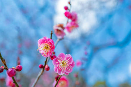 Plum blossoms in Kokanei Park (double cold red)の写真素材