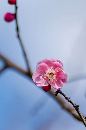 Plum blossoms in Kokanei Park (double cold red)の販売画像