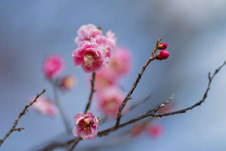 Plum blossoms in Kokanei Park (double cold red)の販売画像