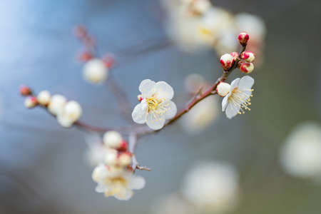 Noume blooms in the plum garden of Ko kanai Parkの販売画像