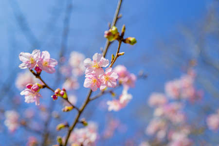 Red plum blossoms in the plum garden of Ko kanai parkの写真素材