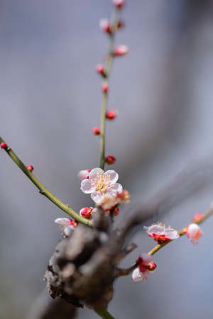 Red plum blossoms in the plum garden of Ko kanai parkの写真素材