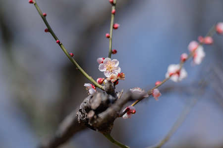 Red plum blossoms in the plum garden of Ko kanai parkの写真素材