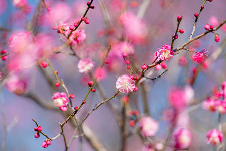 Red plum blossoms in the plum garden of Ko kanai parkの販売画像