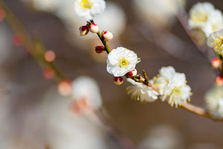 Red plum blossoms in the plum garden of Ko kanai parkの販売画像