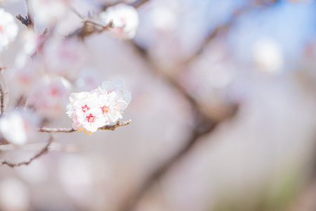 Plum blossoms in Hanegi Park in full bloom in springの写真素材