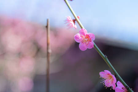 Plum blossoms in Hanegi Park in full bloom in springの写真素材