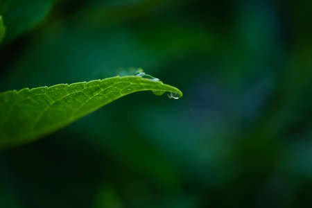 In the small diameter of Kodaira Ajisa in the rainy season