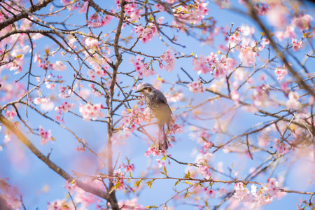 Hiyori and Cherry Blossoms in Sakado Kita-Asawa Sakuratsumi Parkの写真素材