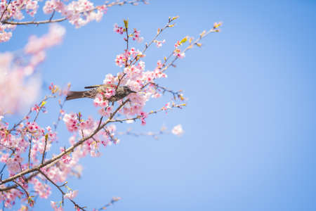 Hiyori and Cherry Blossoms in Sakado Kita-Asawa Sakuratsumi Park