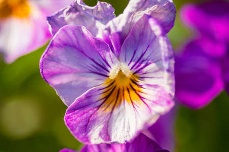 a pansy flower that blooms in a colorful way