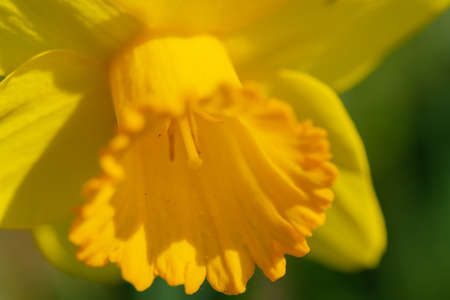 Suisen flowers blooming in Sakado Kita-Asaha Sakuratsumi Parkの写真素材