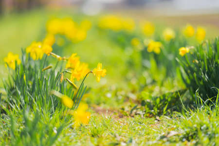 Suisen flowers blooming in Sakado Kita-Asaha Sakuratsumi Parkの写真素材