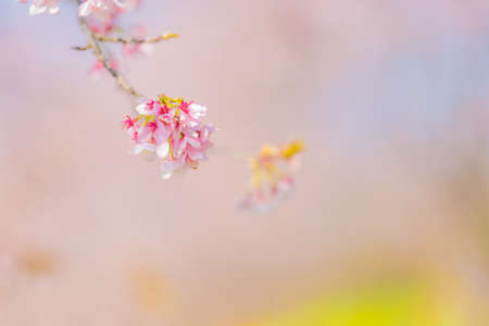 Cherry trees and rape blossoms in Sakado Kita-Asaha Sakuratsumi Park