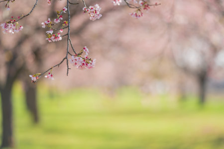Cherry trees and rape blossoms in Sakado Kita-Asaha Sakuratsumi Parkの写真素材