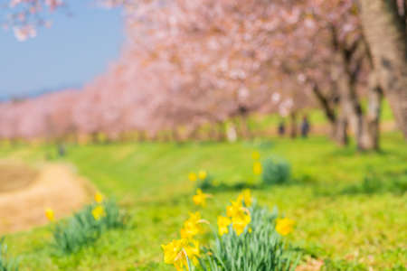 Row of cherry trees and rappasuisen flowers in Sakado Kita-Asaha Sakuratsumi Parkの写真素材