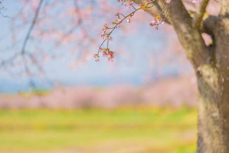 Row of cherry trees in Sakado Kita-Asaha Sakuratsumi Parkの写真素材