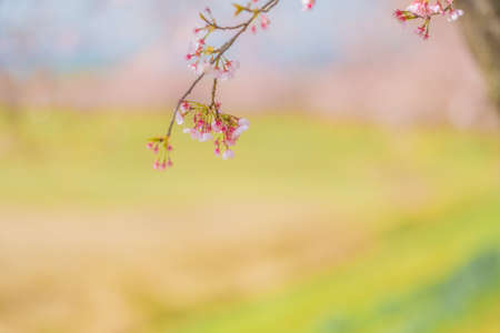 Row of cherry trees in Sakado Kita-Asaha Sakuratsumi Parkの写真素材