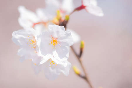 Nakano Arai Yakushi's Row of Cherry Treesの写真素材