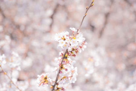 Nakano Arai Yakushi's Row of Cherry Trees