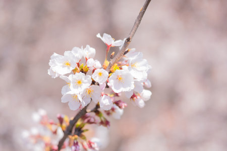 Nakano Arai Yakushi's Row of Cherry Trees