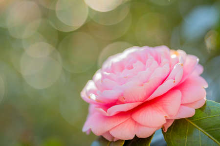 Roses blooming in Nakano Philosophy Hall Parkの写真素材