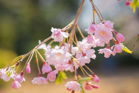 Cherry blossoms in full bloom at Nakano Philosophy Hall Park