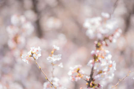 Cherry blossoms in full bloom at Nakano Philosophy Hall Parkの写真素材