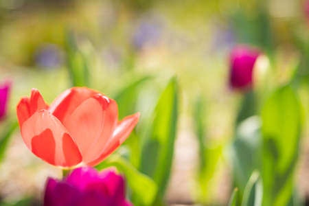 Tulips blooming in Nakano Philosophy Hall Park in springの写真素材