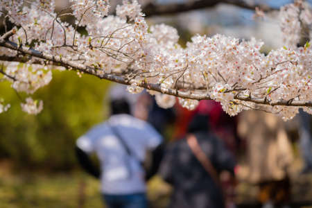 Cherry blossoms in full bloom at Nakano Philosophy Hall Parkの写真素材