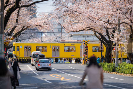 Cherry blossoms in full bloom and seibu Shinjuku Line trainのeditorial素材