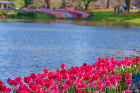 Tulips in full bloom in Showa Kinen Park in springの写真素材