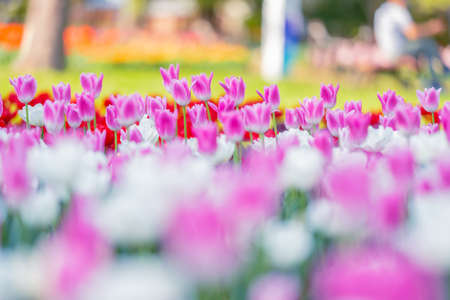 Tulips in full bloom in Showa Kinen Park in springの写真素材