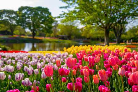 Tulips in full bloom in Showa Kinen Park in springの写真素材
