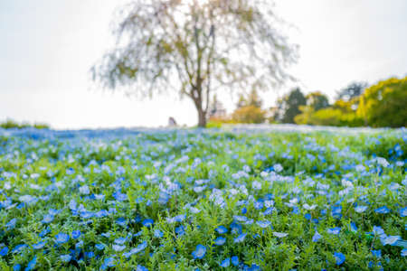 Nemophila at Showa Kinen Parkの写真素材