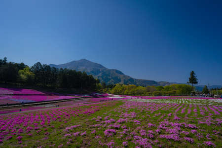 Moss phlox at Chichibu Sheep Mountain Parkの写真素材
