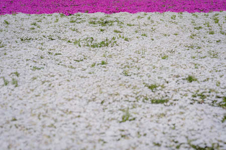 Moss phlox at Chichibu Sheep Mountain Parkの写真素材