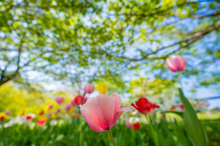 Tulips blooming in Chichibu Sheep Mountain Parkの写真素材